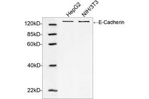 Western blot analysis of cell lysates using E-Cadherin Antibody (ABIN399088, 1 µg/mL) The signal was developed with IRDyeTM 800 Conjugated Goat Anti-Rabbit IgG. (E-cadherin Antikörper  (AA 650-700))