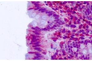 Anti-CELSR2 antibody IHC staining of human colon, epithelium. (CELSR2 Antikörper  (N-Term))