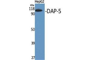 Western Blot (WB) analysis of specific cells using DAP-5 Polyclonal Antibody. (EIF4G2 Antikörper  (N-Term))