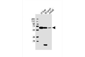 Phosphoglucomutase 1 Antikörper  (AA 469-501)
