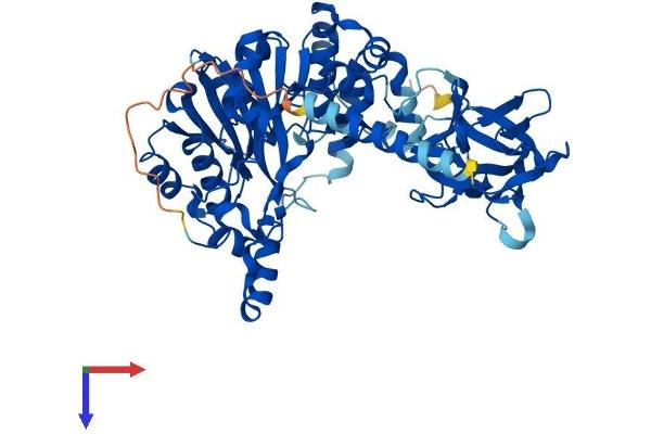 Galnt1 Protein (AA 1-559) (His tag)
