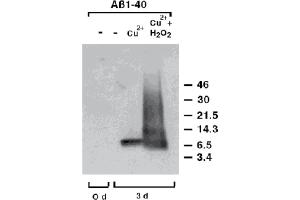 Western Blot analysis of dityrosine-cross-linked human Amyloid-p. (Dityrosine Antikörper)