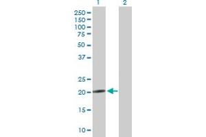 Western Blot analysis of NRSN2 expression in transfected 293T cell line by NRSN2 MaxPab polyclonal antibody. (NRSN2 Antikörper  (AA 1-204))