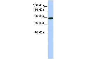 Western Blotting (WB) image for anti-HECT Domain and Ankyrin Repeat Containing, E3 Ubiquitin Protein Ligase 1 (HACE1) (Middle Region) antibody (ABIN2774769)