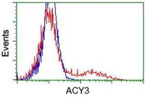 Image no. 4 for anti-Aminoacylase 3 (ACY3) antibody (ABIN1496464) (Aminoacylase 3 Antikörper)