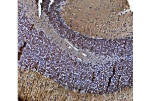 IHC analysis of TORC1/CRTC1 using anti-TORC1/CRTC1 antibody (ABIN7602801). (CRTC1 Antikörper  (C-Term))