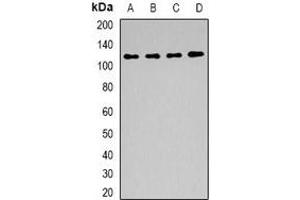 Western blot analysis of BAG6 expression in Hela (A), mouse kidney (B), mouse testis (C), rat testis (D) whole cell lysates. (BAT3 Antikörper)