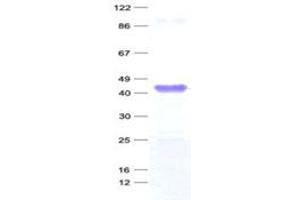 Validation with Western Blot (MAGEA3 Protein (His tag))