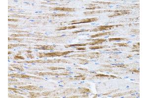 Immunohistochemistry of paraffin-embedded mouse spleen using β-actin antibody. (beta Actin Antikörper)