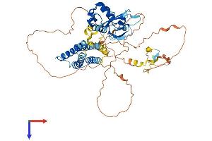 CNKSR3 Protein (AA 1-555) (His tag)