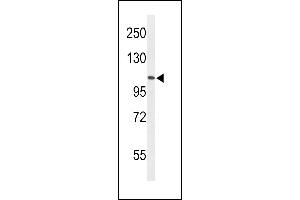 Western blot analysis of AF5q31 Antibody (N-term) (ABIN653641 and ABIN2842988) in HL-60 cell line lysates (35 μg/lane). (AFF4 Antikörper  (N-Term))