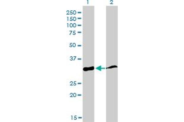 PPIE anticorps  (AA 2-100)