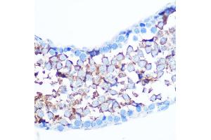 Immunohistochemistry of paraffin-embedded mouse testis using Non-phospho-Y-S127 Rabbit pAb (ABIN7271415) at dilution of 1:100 (40x lens). (YAP1 Antikörper  (Ser127))