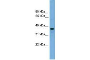 Image no. 1 for anti-Vacuolar Protein Sorting-Associated Protein 16 Homolog (VPS16) (AA 587-636) antibody (ABIN6745209)