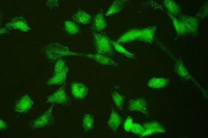 IF analysis of HSPA2 using anti-HSPA2 antibody (ABIN3043850). (HSPA2 Antikörper  (C-Term))