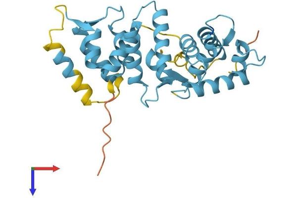 SCGN Protein (AA 1-276) (His tag)