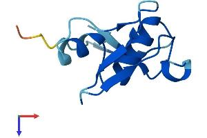 MEIG1 Protein (AA 1-88) (His tag)