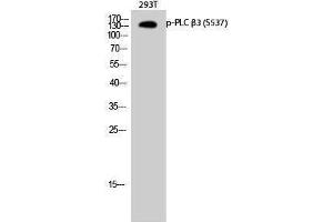 Western Blotting (WB) image for anti-phospholipase C, beta 3 (Phosphatidylinositol-Specific) (PLCB3) (pSer537) antibody (ABIN3179674) (PLCB3 Antikörper  (pSer537))