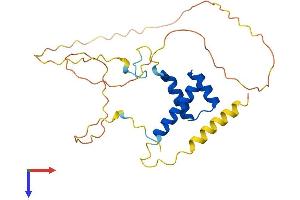HOXC8 Protein (AA 1-242) (His tag)