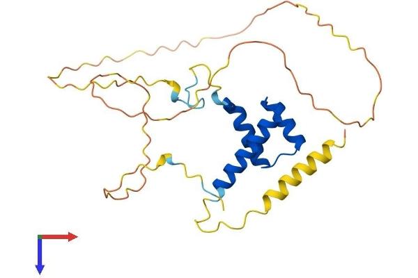 HOXC8 Protein (AA 1-242) (His tag)