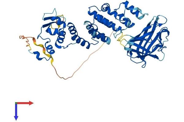 BTBD1 Protein (AA 1-482) (His tag)