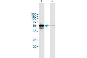 Western Blot analysis of PEX14 expression in transfected 293T cell line by PEX14 MaxPab polyclonal antibody. (PEX14 Antikörper  (AA 1-377))