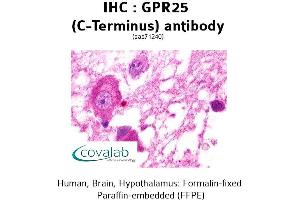 Image no. 1 for anti-G Protein-Coupled Receptor 25 (GPR25) (C-Term) antibody (ABIN1735034)
