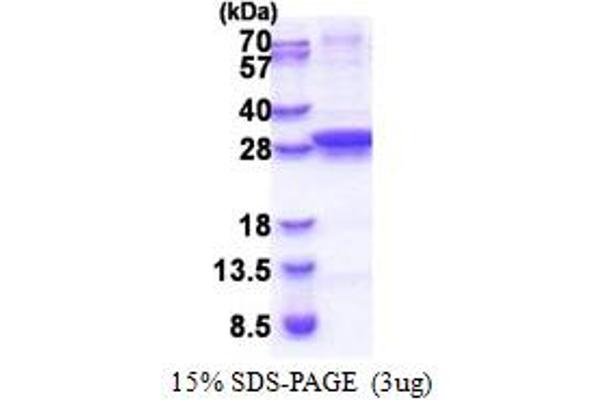 UNG Protein (AA 1-229) (His tag)