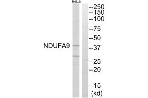 Western blot analysis of extracts from HeLa cells, using NDUFA9 antibody. (NDUFA9 Antikörper  (Internal Region))