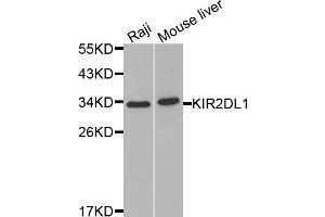 Western blot analysis of extracts of various cell lines, using KIR2DL1 antibody (ABIN3212243) at 1/1000 dilution. (KIR2DL1 Antikörper)