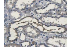 IHC-P analysis of Human Kidney Tissue, with DAB staining. (SOD3 Antikörper  (AA 19-240))