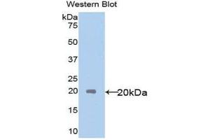 Western Blotting (WB) image for anti-Interleukin 18 (IL18) (AA 37-193) antibody (ABIN1859369) (IL-18 Antikörper  (AA 37-193))