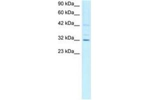 Image no. 1 for anti-Cyclin H (CCNH) (C-Term) antibody (ABIN202241) (Cyclin H Antikörper  (C-Term))