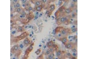 Figure. (Lactoferrin Antikörper  (AA 64-193))