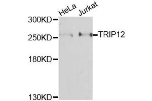 Western blot analysis of extracts of various cell lines, using TRIP12 antibody (ABIN6003666) at 1/1000 dilution.