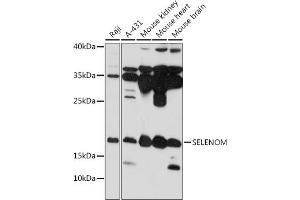 Western blot analysis of extracts of various cell lines, using SELENOM antibody (ABIN7270195) at 1:1000 dilution. (SELM Antikörper  (AA 50-130))