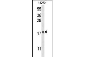 EIF1AY Antibody (N-term) (ABIN657081 and ABIN2846242) western blot analysis in  cell line lysates (35 μg/lane). (EIF1AY Antikörper  (N-Term))