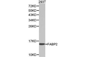 Western blot analysis of extracts of 293T cell lines, using FABP2 antibody. (FABP2 Antikörper  (AA 1-132))
