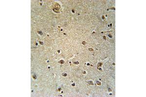 TXTP Antibody (Center) (ABIN651680 and ABIN2840357) immunohistochemistry analysis in formalin fixed and paraffin embedded human brain tissue followed by peroxidase conjugation of the secondary antibody and DAB staining. (TXTP Antikörper  (AA 142-170))