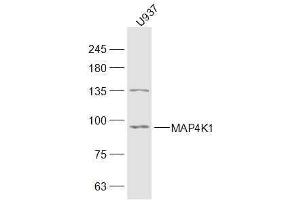 U937 lysates probed with MAP4K1 Polyclonal Antibody, Unconjugated  at 1:300 dilution and 4˚C overnight incubation. (MAP4K1 Antikörper  (AA 231-330))