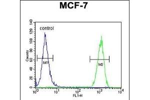 CCNT1 Antibody (Center) (ABIN654626 and ABIN2844323) flow cytometric analysis of MCF-7 cells (right histogram) compared to a negative control cell (left histogram). (Cyclin T1 Antikörper  (AA 253-281))