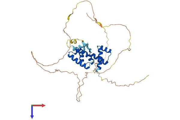 POU3F4 Protein (AA 1-361) (His tag)