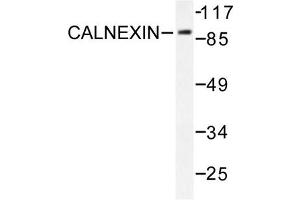 Image no. 2 for anti-Calnexin (CANX) antibody (ABIN271924) (Calnexin Antikörper)