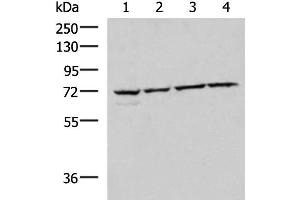 Western blot analysis of 293T Raji Jurkat HepG2 cell lysates using CBFA2T2 Polyclonal Antibody at dilution of 1:1000 (CBFA2T2 Antikörper)