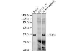 Immunoprecipitation analysis of 300 μg extracts of Jurkat cells using 3 μg FOXP3 antibody (ABIN7267248). (FOXP3 Antikörper)