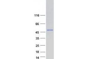 Western Blotting (WB) image for Chaperonin Containing TCP1, Subunit 7 (Eta) (CCT7) (Transcript Variant 3) protein (Myc-DYKDDDDK Tag) (ABIN2713340)