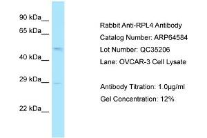 Western Blotting (WB) image for anti-Ribosomal Protein L4 (RPL4) (N-Term) antibody (ABIN2789886)