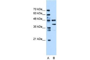 EEF1G antibody used at 0. (EEF1G Antikörper  (Middle Region))