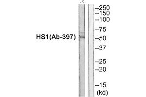 Western blot analysis of extracts from JurKat cells, using HS1 (epitope around residue 397) antibody. (HCLS1 Antikörper  (Tyr397))