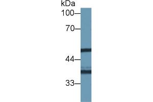 Western Blot; Sample: Human Hela cell lysate; Primary Ab: 1µg/ml Rabbit Anti-Mouse NAT1 Antibody Second Ab: 0. (NAT1 Antikörper  (AA 9-254))